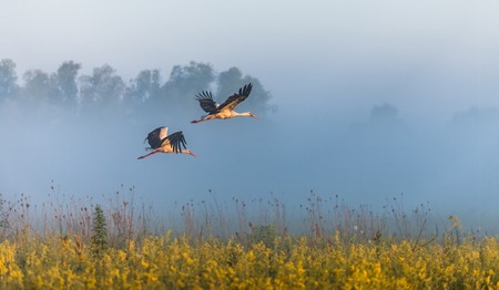 The two storks fly over a field.の写真素材