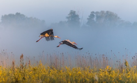 The two storks fly over a field.の写真素材