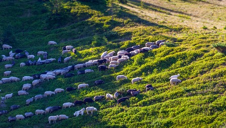 The flock of sheep on green grass