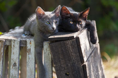 Small kittens resting outdoors at summer day.の写真素材