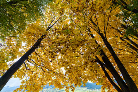 Colorful autumn trees with snow . snow  snowの写真素材