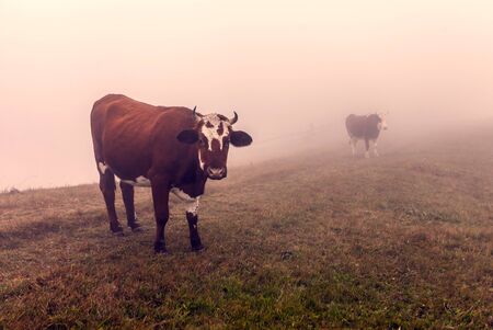 Cows in Ukraine during a foggy sunrise.の写真素材