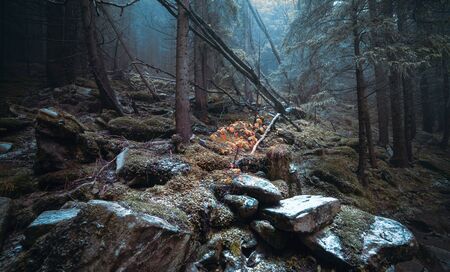 Autumn day into the forest.  fantasy landscapeの写真素材