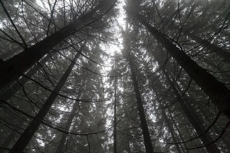 Autumn day into the forest.  fantasy landscapeの写真素材