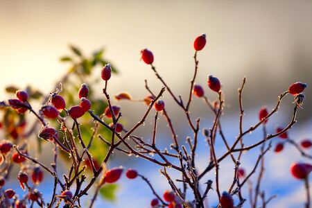 the red berries of a rose-hip in the winter in snow.の写真素材