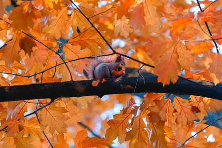 Squirrel eat nuts on branch of autumn tree.の写真素材