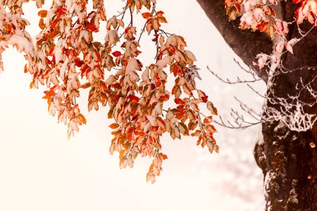 Two seasons - winter and autumn scene in the park.の写真素材