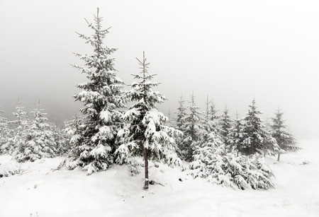 Foggy forest in winter, foggy landscapeの写真素材