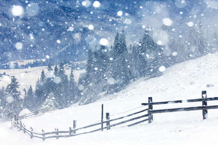 fir trees covered by snow fir trees covered by snow.の写真素材