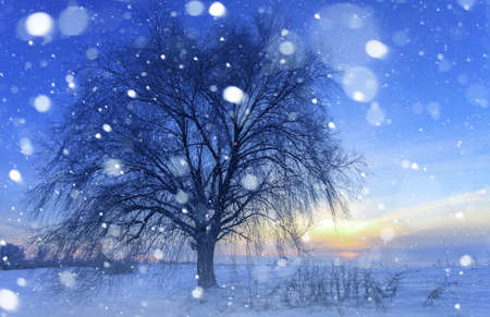 Beautiful winter landscape with snow covered treeの写真素材