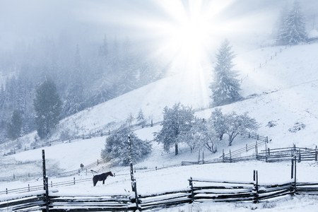 Beautiful winter mountains landscape with snowy fir forest.の写真素材