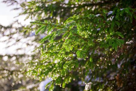 Background of Christmas tree branches.の写真素材