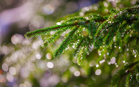 Background of Christmas tree branches.の写真素材