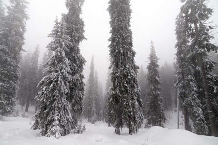 Freshly fallen snow covers the branches of trees. Snow storm left trees in forest with thick coating...