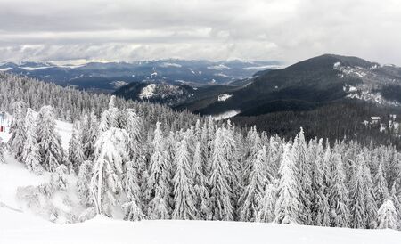 Freshly fallen snow covers the branches of trees. Snow storm left trees in forest with thick coating of heavy ice and snowの写真素材