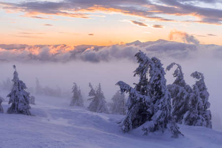 Winter landscape. Sunrise in the mountains. Beautiful World. Christmas scene. Carpathians, Ukraine,...