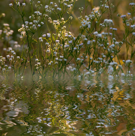 The Green grass with reflection in pond.の写真素材