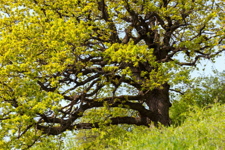 forest trees. nature green wood sunlight backgroundsの写真素材