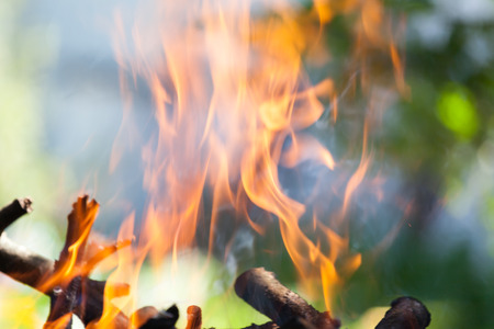 Bonfire in the forest.の写真素材
