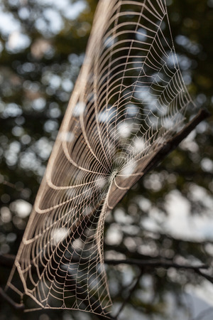Spider web on a meadow in the morning.の写真素材