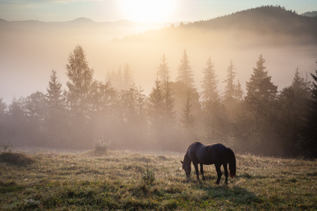 Mountain landscape with grazing horse.の写真素材