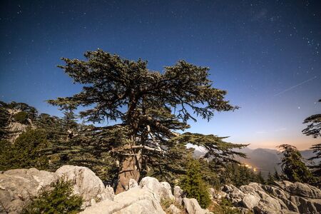 night sky behind of treeの写真素材