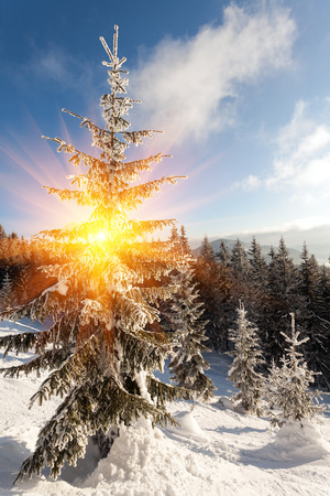 Fantastic landscape glowing by sunlight. Natural park. Carpathian, Ukraine, Europe. Beauty world. Happy New Year!の写真素材