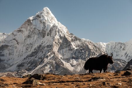 Nepalese landscape, Amadablamの写真素材