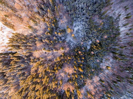 aerial view of winter forest covered in snow. drone photography - panoramic image