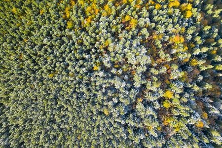 Golden autumn drone view of forest landscape with yellow trees from aboveの写真素材