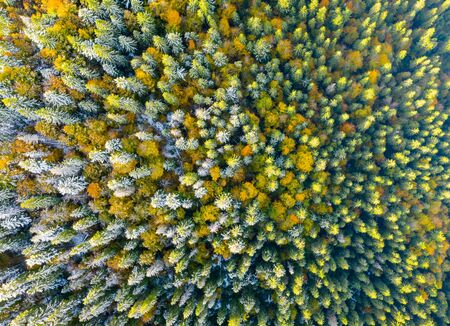 Golden autumn drone view of forest landscape with yellow trees from aboveの写真素材
