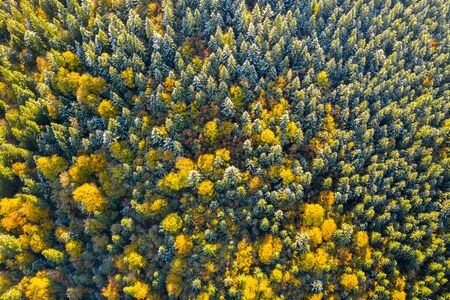 Golden autumn drone view of forest landscape with yellow trees from aboveの写真素材