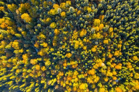 Golden autumn drone view of forest landscape with yellow trees from aboveの写真素材