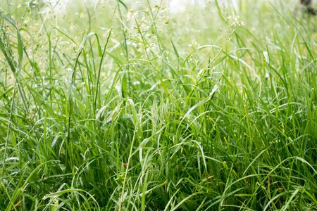 Dew drops on the grass shining in the morning rays of sun.の写真素材