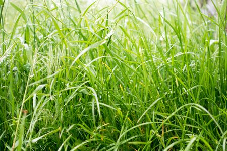 Dew drops on the grass shining in the morning rays of sun.の写真素材
