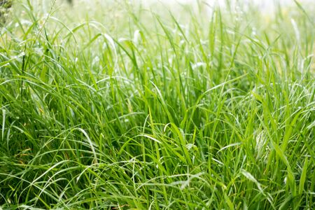 Dew drops on the grass shining in the morning rays of sun.の写真素材