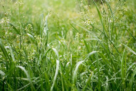 Dew drops on the grass shining in the morning rays of sun.の写真素材