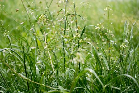 Dew drops on the grass shining in the morning rays of sun.の写真素材