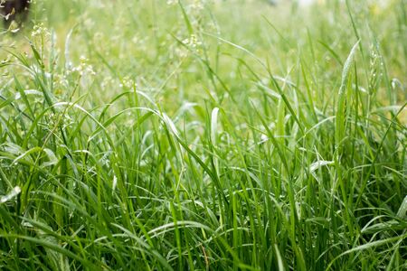 Dew drops on the grass shining in the morning rays of sun.の写真素材