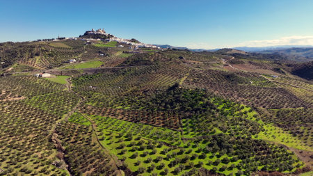 Olive tree fiel for the production of olive oil, Andalusia, south Spain.の写真素材