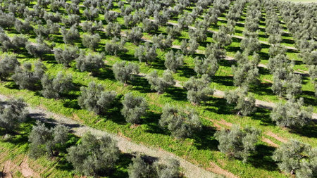 Olive tree fiel for the production of olive oil, Andalusia, south Spain.の写真素材