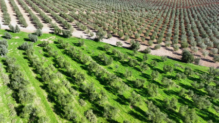 4k Aerial drone view of Olive tree fiel for the production of olive oilの写真素材