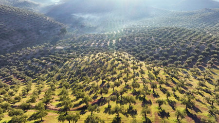 Olive tree fiel for the production of olive oil, Andalusia, south Spain.の写真素材