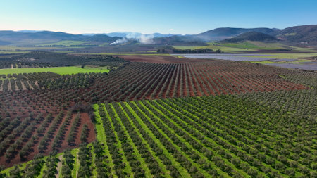 4k Aerial drone view of Olive tree fiel for the production of olive oilの写真素材