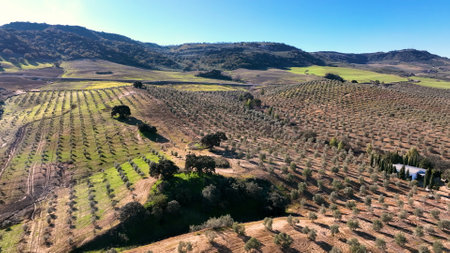 4k Aerial drone view of Olive tree fiel for the production of olive oil, Andalusia, south Spain.の写真素材