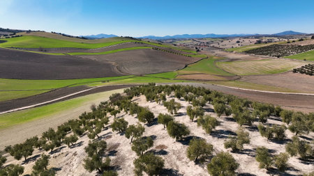 4k Aerial drone view of Olive tree fiel for the production of olive oil, Andalusia, south Spain.の写真素材