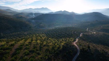 Olive tree fiel for the production of olive oil, Andalusia, south Spain.の写真素材