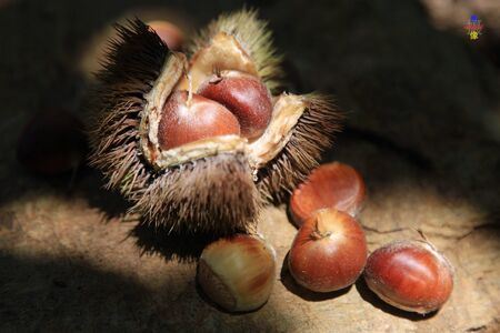 Chestnut ripe seasonの写真素材