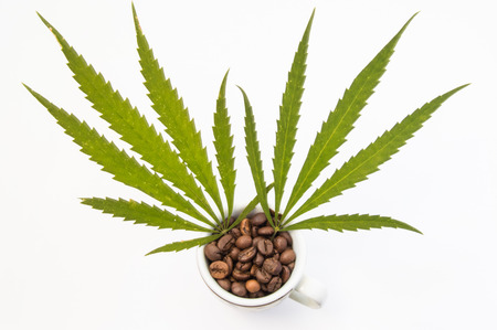 Marijuana or cannabis (hemp) with coffee (caffeine). Two cannabis leaf sticking out of small cups filled with coffee beans. Concept photo to show interaction of marijuana with coffee on human bodyの写真素材