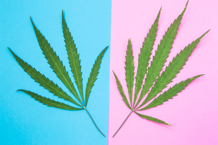 Male and female cannabis or marijuana. Two green cannabis leaf lie on different colors - male leaf on blue background, female leaf - on pink background. Concept of female male marijuana and differenceの写真素材